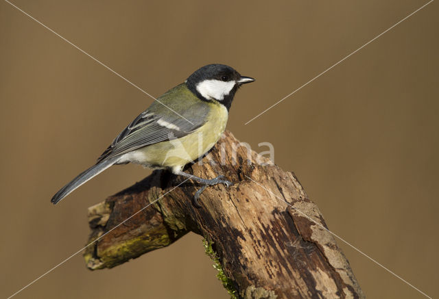 Koolmees (Parus major)