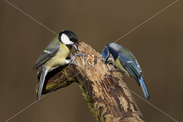 Koolmees (Parus major)