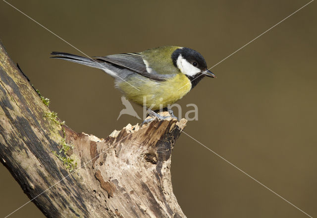 Koolmees (Parus major)