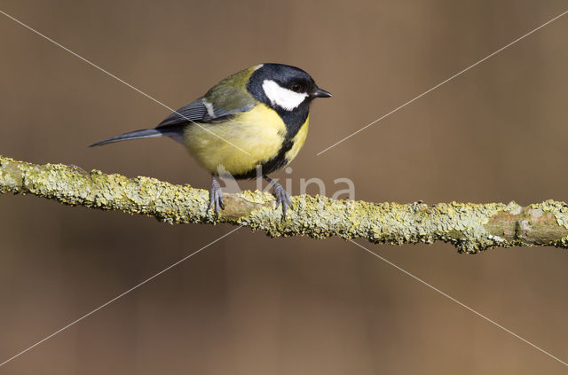 Great Tit (Parus major)