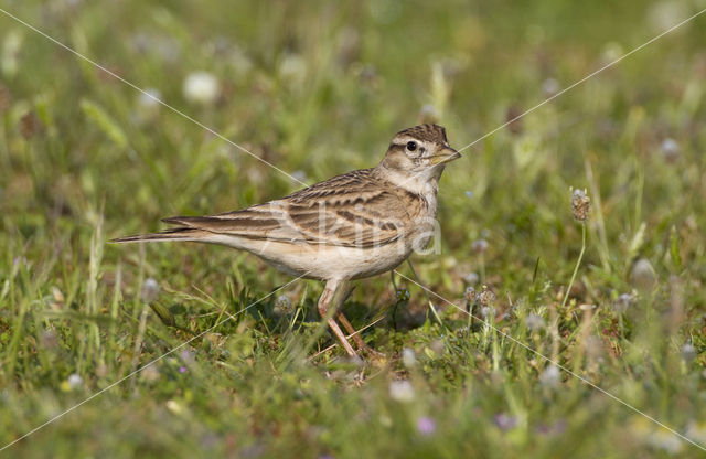 Kortteenleeuwerik (Calandrella brachydactyla)