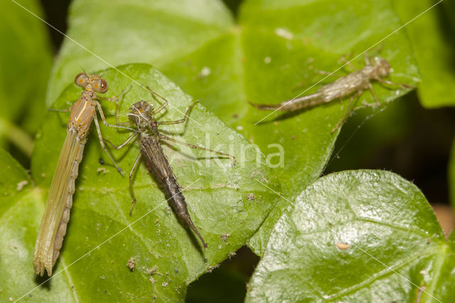 Kretawaterjuffer (Coenagrion intermedium)