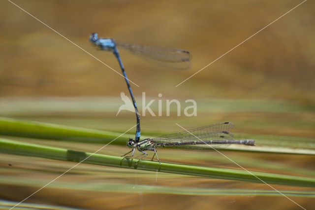 Kretawaterjuffer (Coenagrion intermedium)