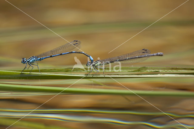 Kretawaterjuffer (Coenagrion intermedium)