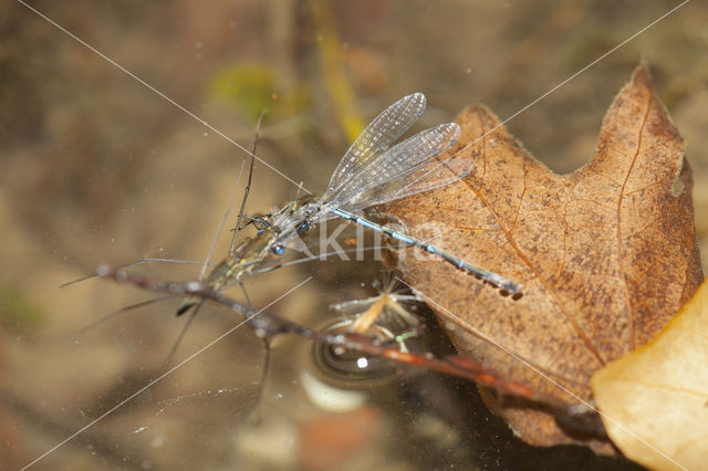 Cretan Bluet (Coenagrion intermedium)