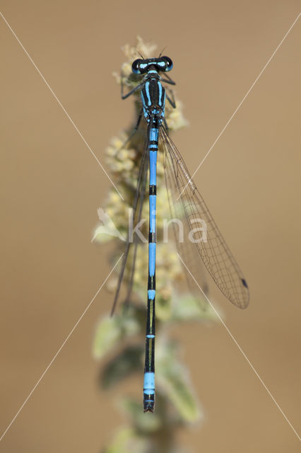 Kretawaterjuffer (Coenagrion intermedium)