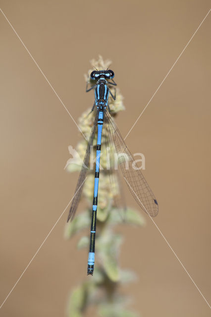 Kretawaterjuffer (Coenagrion intermedium)