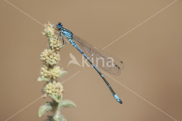 Kretawaterjuffer (Coenagrion intermedium)