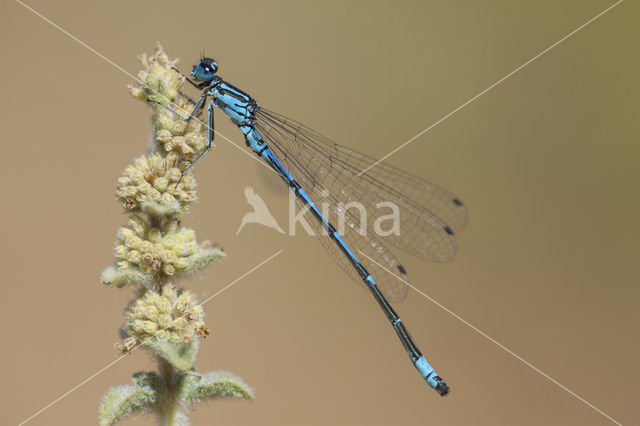 Kretawaterjuffer (Coenagrion intermedium)