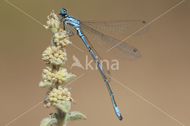 Kretawaterjuffer (Coenagrion intermedium)