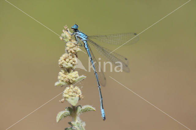 Kretawaterjuffer (Coenagrion intermedium)