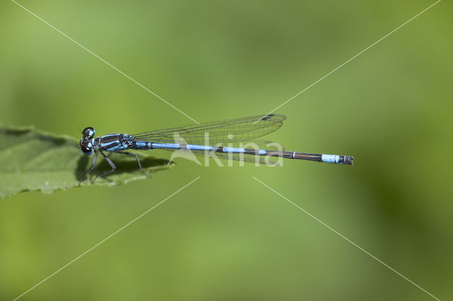 Kretawaterjuffer (Coenagrion intermedium)