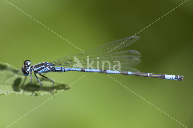 Kretawaterjuffer (Coenagrion intermedium)