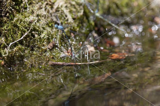 Kretawaterjuffer (Coenagrion intermedium)