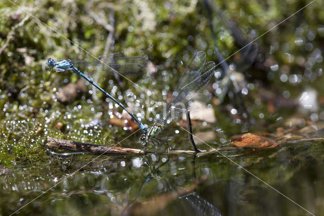 Kretawaterjuffer (Coenagrion intermedium)