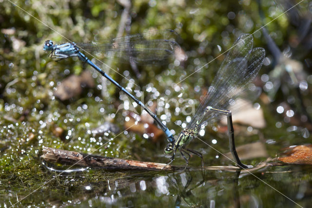 Kretawaterjuffer (Coenagrion intermedium)