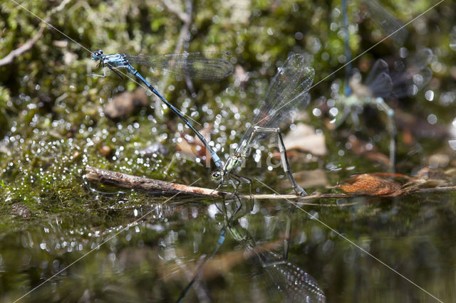 Kretawaterjuffer (Coenagrion intermedium)