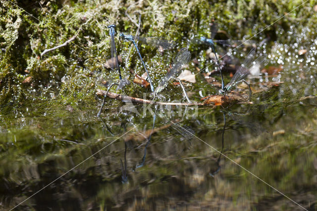 Kretawaterjuffer (Coenagrion intermedium)