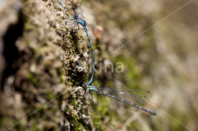 Kretawaterjuffer (Coenagrion intermedium)