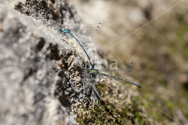 Kretawaterjuffer (Coenagrion intermedium)