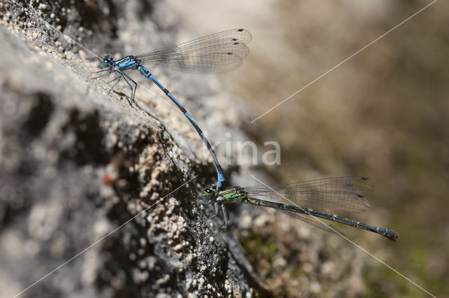 Kretawaterjuffer (Coenagrion intermedium)