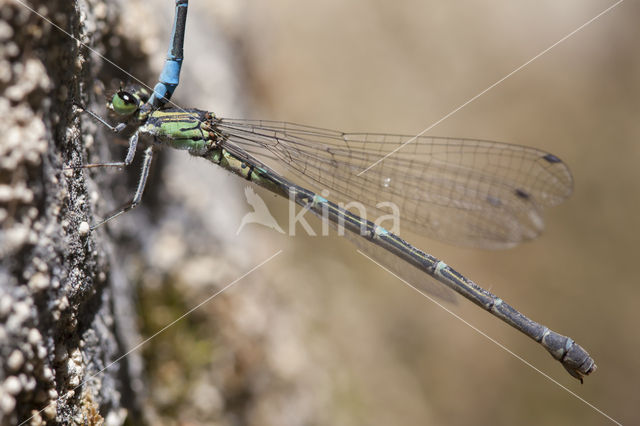 Kretawaterjuffer (Coenagrion intermedium)