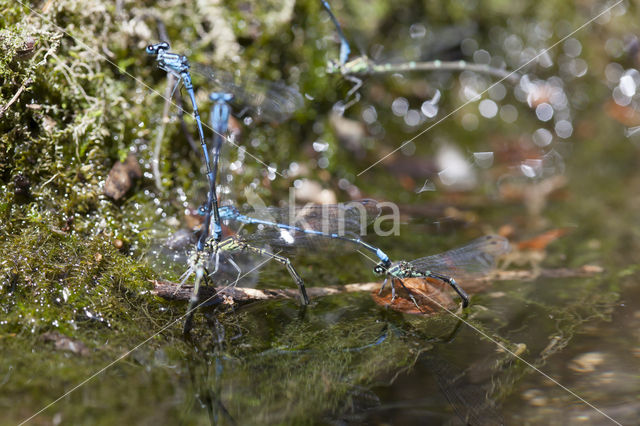 Kretawaterjuffer (Coenagrion intermedium)