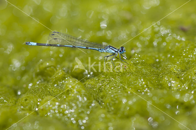 Kretawaterjuffer (Coenagrion intermedium)