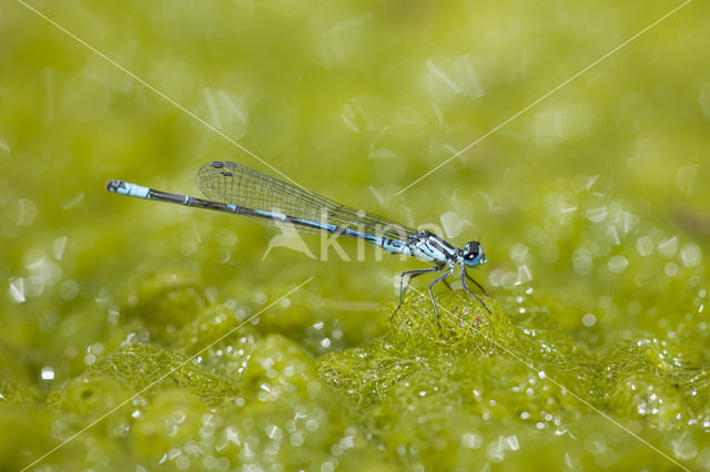 Kretawaterjuffer (Coenagrion intermedium)