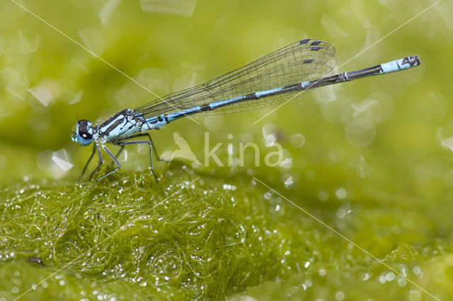 Kretawaterjuffer (Coenagrion intermedium)