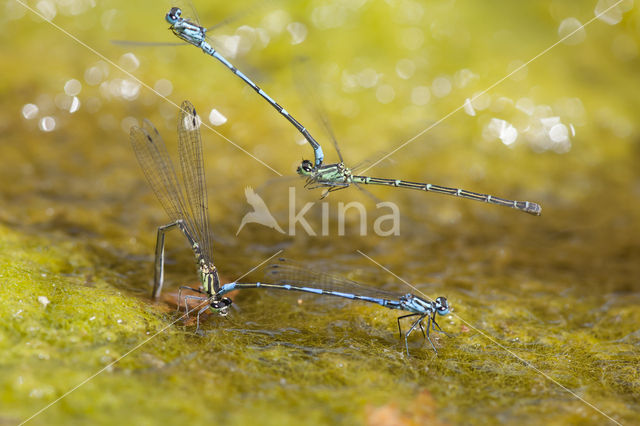 Kretawaterjuffer (Coenagrion intermedium)