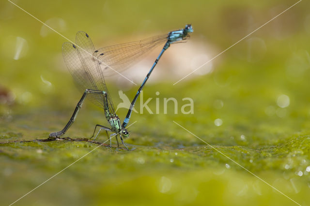 Kretawaterjuffer (Coenagrion intermedium)