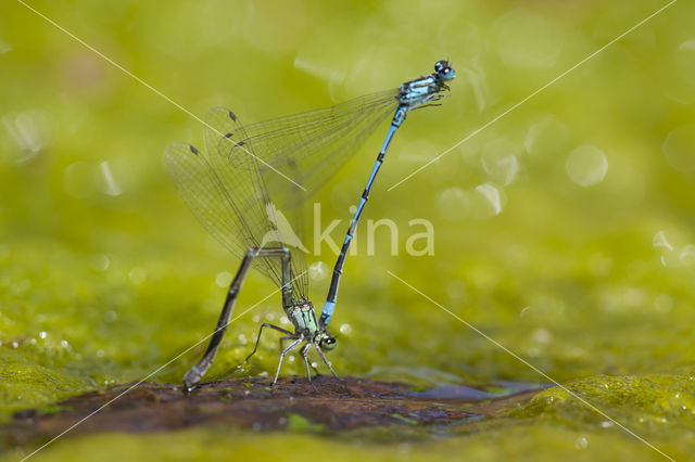 Kretawaterjuffer (Coenagrion intermedium)