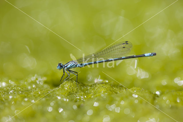 Kretawaterjuffer (Coenagrion intermedium)