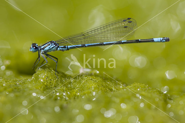 Kretawaterjuffer (Coenagrion intermedium)