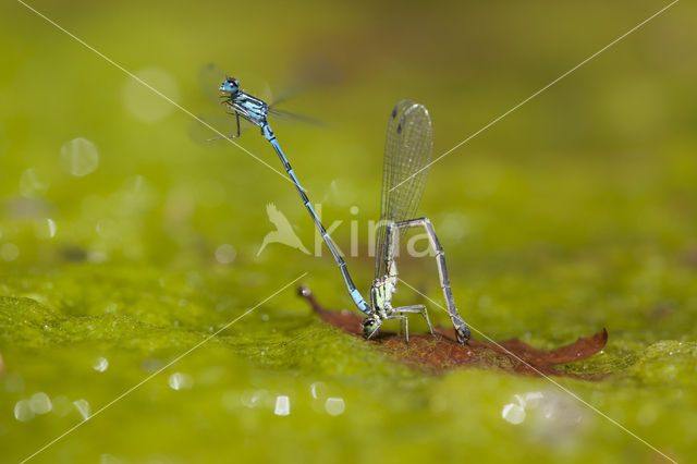 Kretawaterjuffer (Coenagrion intermedium)