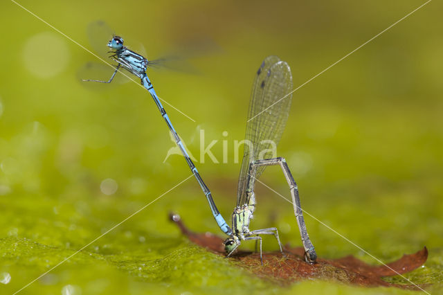 Kretawaterjuffer (Coenagrion intermedium)