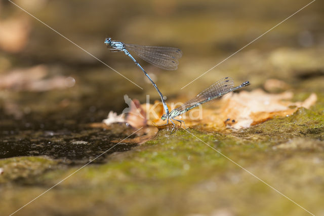 Kretawaterjuffer (Coenagrion intermedium)