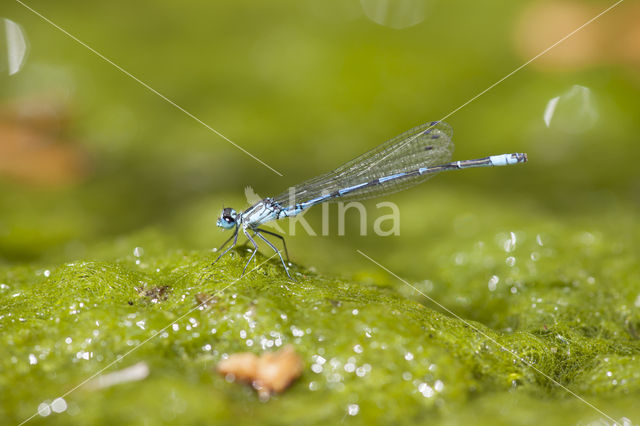 Kretawaterjuffer (Coenagrion intermedium)