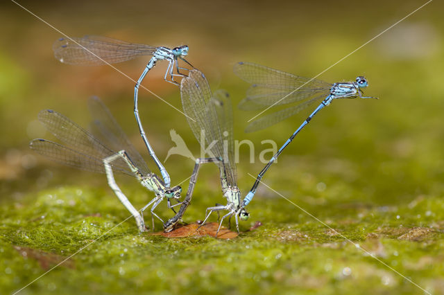 Kretawaterjuffer (Coenagrion intermedium)