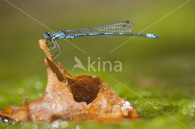 Kretawaterjuffer (Coenagrion intermedium)