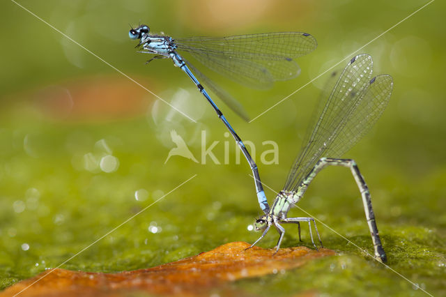 Kretawaterjuffer (Coenagrion intermedium)