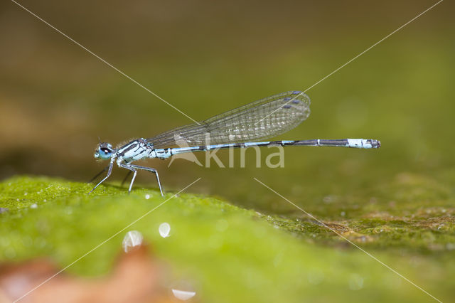 Kretawaterjuffer (Coenagrion intermedium)