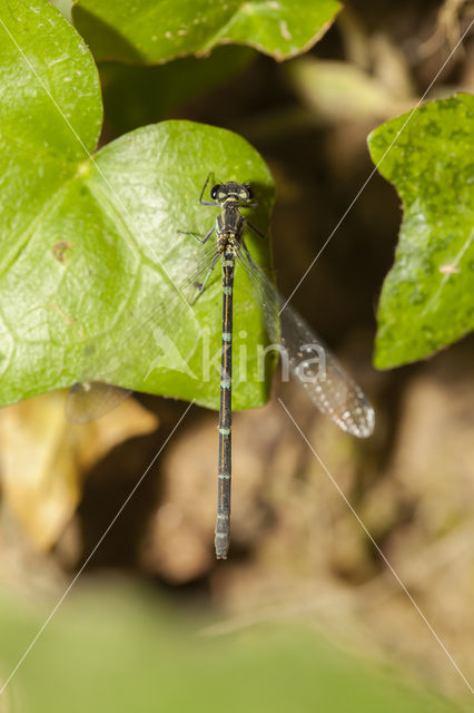 Kretawaterjuffer (Coenagrion intermedium)