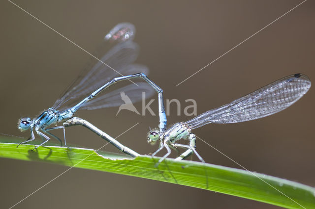 Kretawaterjuffer (Coenagrion intermedium)