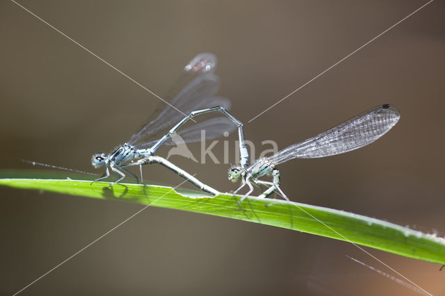 Kretawaterjuffer (Coenagrion intermedium)