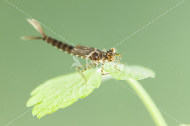 Kretawaterjuffer (Coenagrion intermedium)