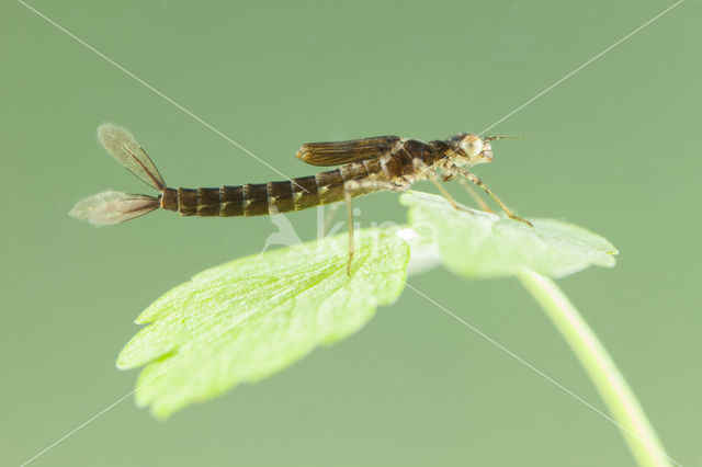 Kretawaterjuffer (Coenagrion intermedium)