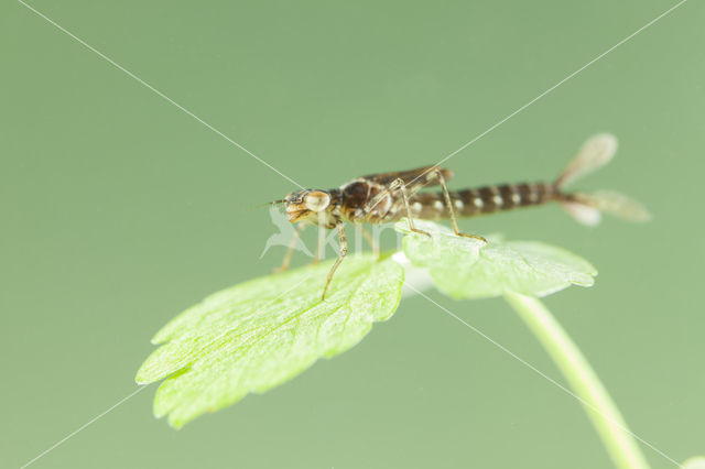 Kretawaterjuffer (Coenagrion intermedium)