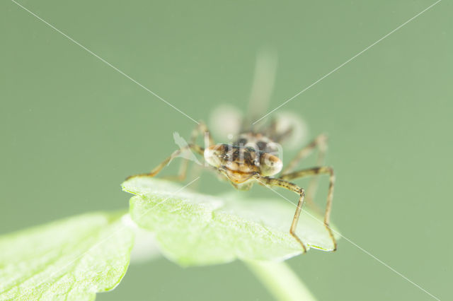 Kretawaterjuffer (Coenagrion intermedium)